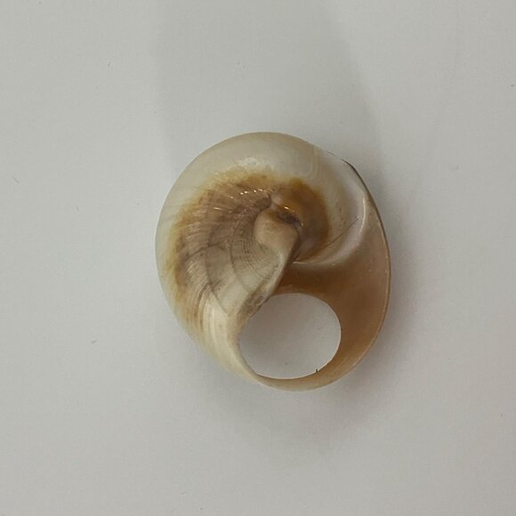 New VTG Sz 3 Ring Beige Turbo Sea Shell Artisan Hand Carved Pinky Finger - Picture 5 of 9